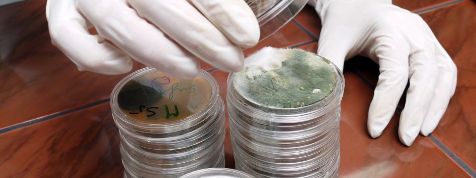 MOLD TESTING